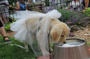  How to Celebrate Weddings With Dogs, Pet in Your Wedding, How to Include Your Dog In Your Wedding, Wedding TIps and Tricks, Wedding Planning 101, Dream Wedding, Dream Wedding Tips and Tricks