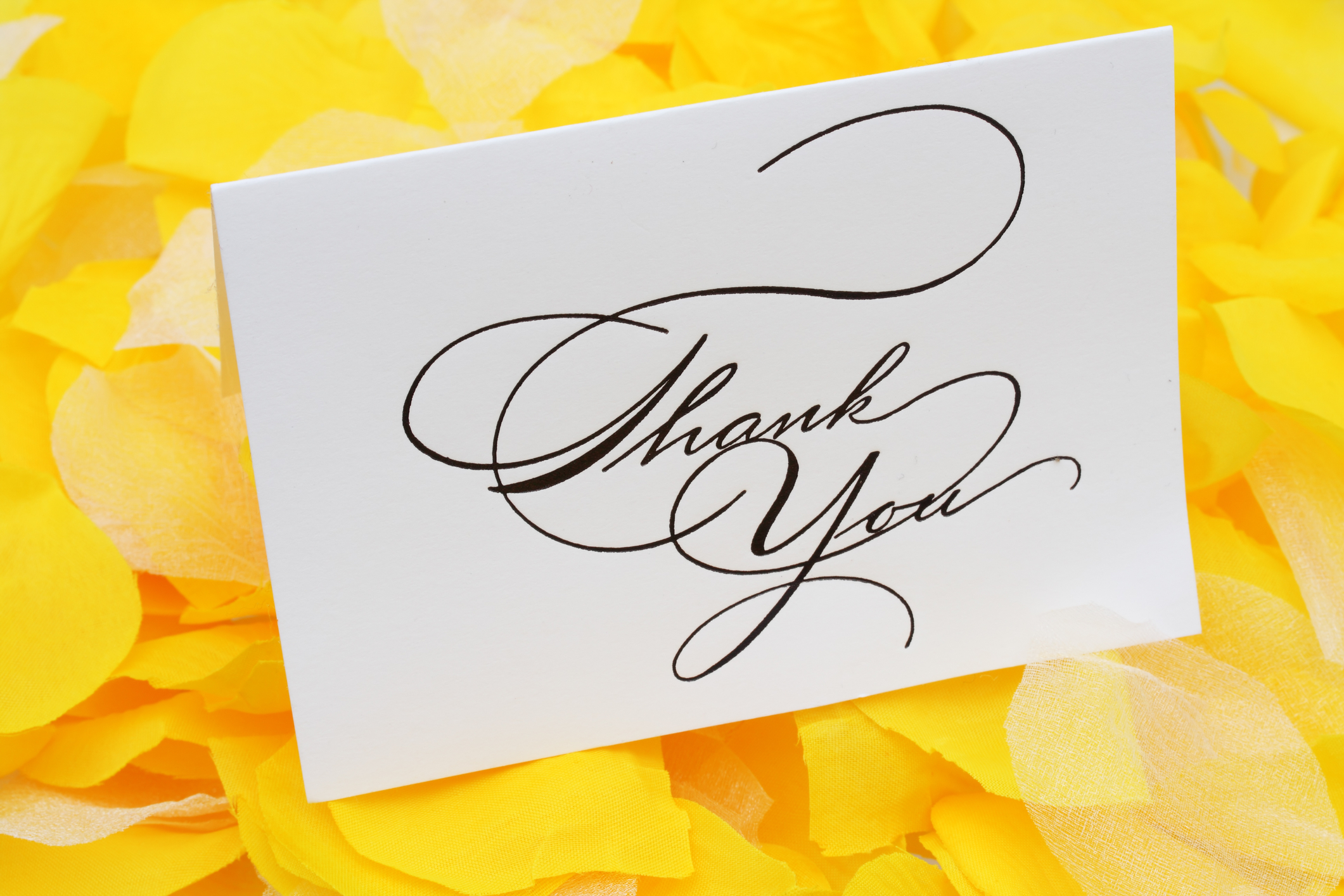 wedding thank you card wording-thank you card on yellow flower petals