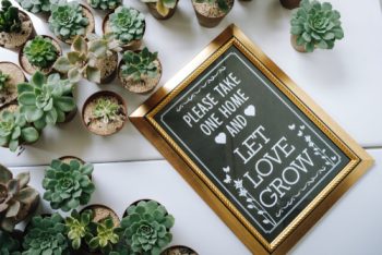 Succulents | Succulent Wedding | Wedding Decor: Succulents | Succulent Wedding Decorations | Wedding | Wedding Planning