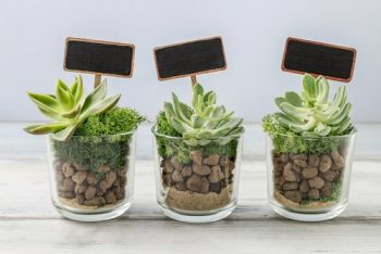 Succulents | Succulent Wedding | Wedding Decor: Succulents | Succulent Wedding Decorations | Wedding | Wedding Planning