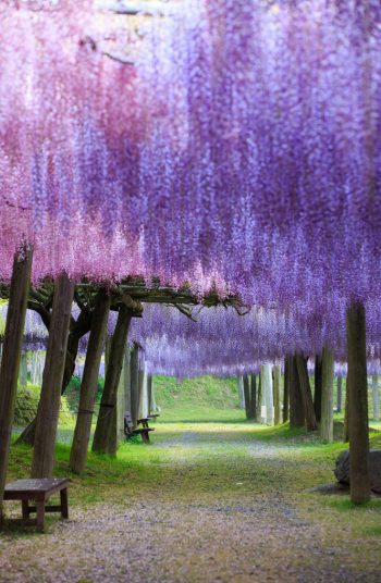 If you love Wisteria, you need to check out these wonderful Wisteria wedding ideas! And of course, if you're having a Wisteria wedding, you need to make sure you have a Weierstrass wedding cake. You can do a naked cake and let the flowers do the talking. 