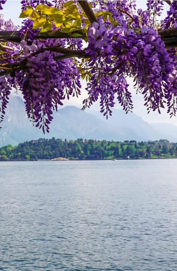 If you love Wisteria, you need to check out these wonderful Wisteria wedding ideas! We even have beautiful Wisteria wedding arch ideas to make your day perfect. 